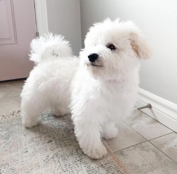 regalo bichon cuccioli meravigliosi ! 