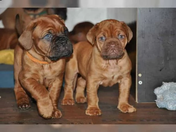 regalo cuccioli di dogue de bordeaux