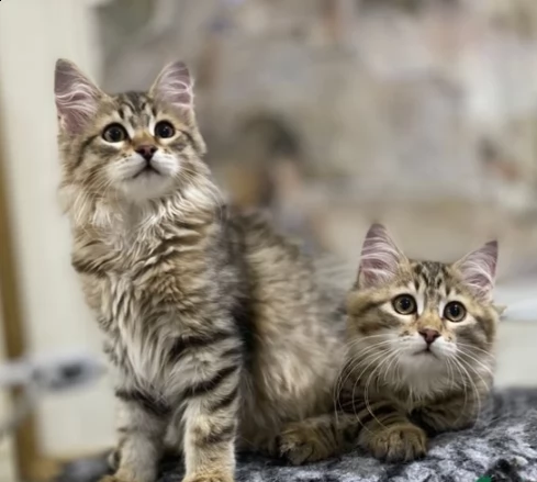 gattino siberiano di due mesi | Foto 0