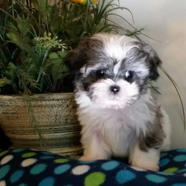 cuccioli di shih tzu