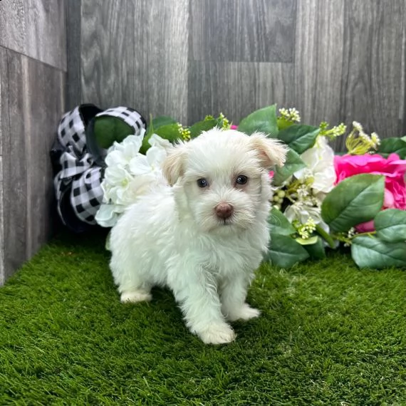 regalo cuccioli dolce e bella havanese | Foto 0