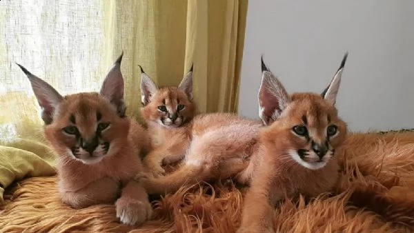 gatitos caracal y serval disponibles | Foto 2