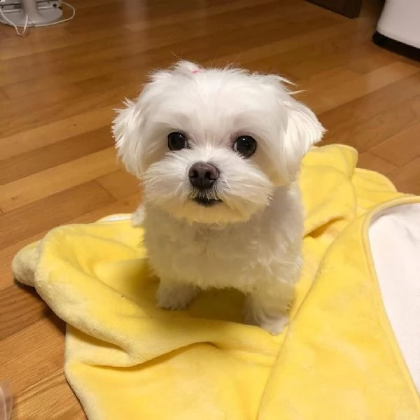 cuccioli di maltese disponibili!!