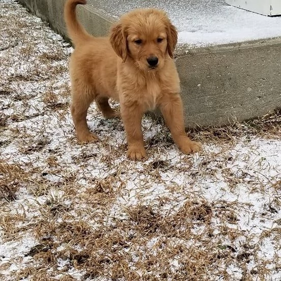 maschi e femmine  golden retriever con documenti