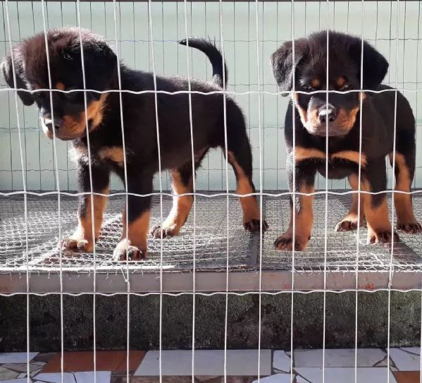 maschi e femmine rottweiler con documenti