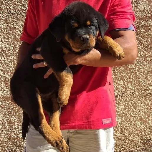 maschi e femmine rottweiler con documenti | Foto 0