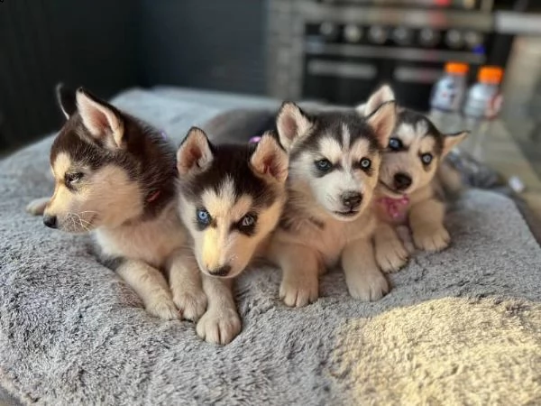 cucciolo del husky siberiano | Foto 2