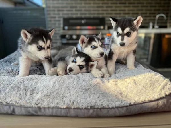 cucciolo del husky siberiano | Foto 1