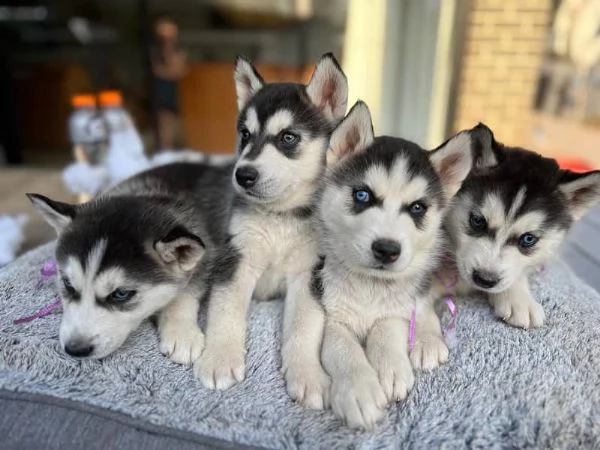 cucciolo del husky siberiano