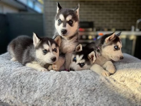 cucciolo del husky siberiano | Foto 0