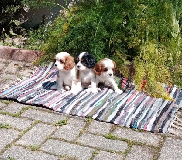 disponibili cuccioli shih tzu,cavalier king,barboncino nano | Foto 6