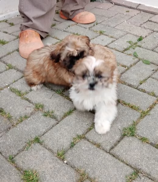 disponibili cuccioli shih tzu,cavalier king,barboncino nano | Foto 5