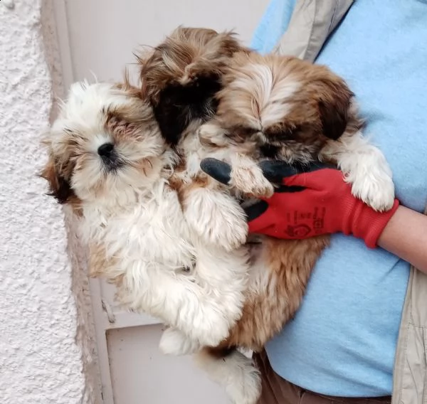 disponibili cuccioli shih tzu,cavalier king,barboncino nano | Foto 4