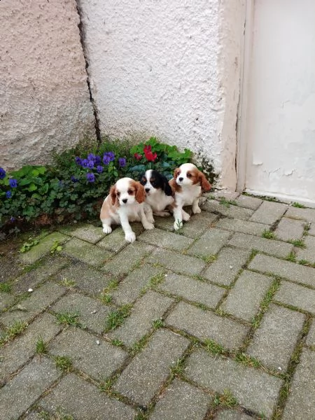 disponibili cuccioli shih tzu,cavalier king,barboncino nano