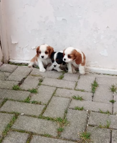 disponibili cuccioli shih tzu,cavalier king,barboncino nano | Foto 3