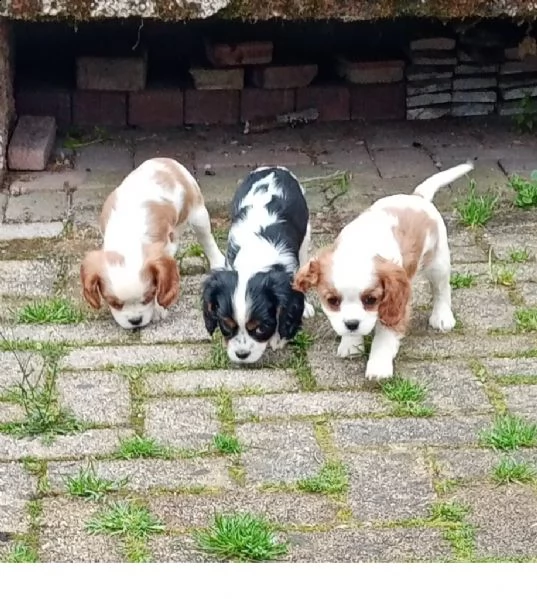 disponibili cuccioli shih tzu,cavalier king,barboncino nano | Foto 2