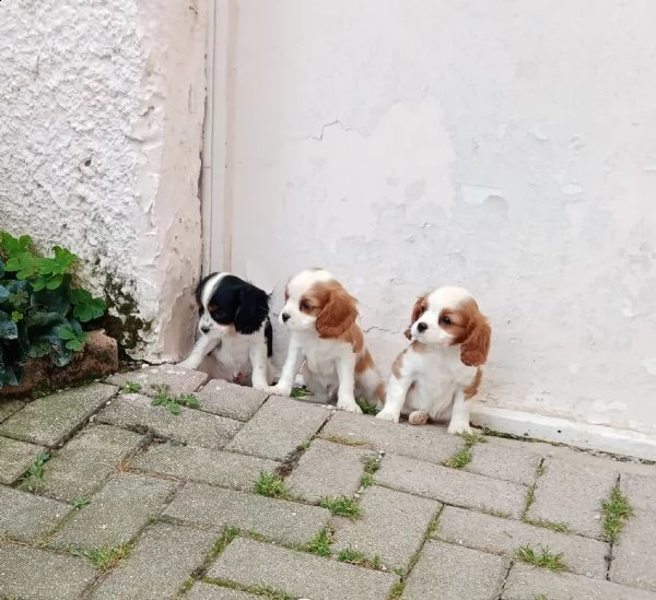 disponibili cuccioli shih tzu,cavalier king,barboncino nano | Foto 1