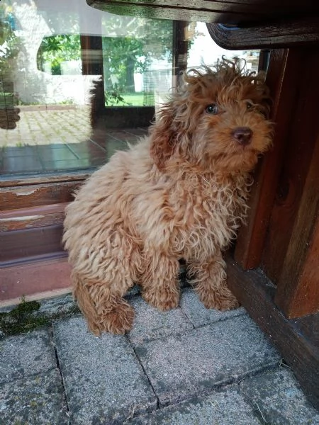 disponibili cuccioli shih tzu,cavalier king,barboncino nano | Foto 0