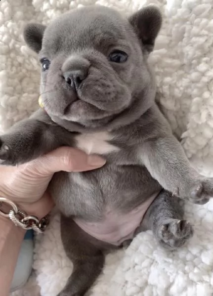  regalo cuccioli di bulldog francese bellissimi cuccioli disponibili, carattere adorabile ,sono doci