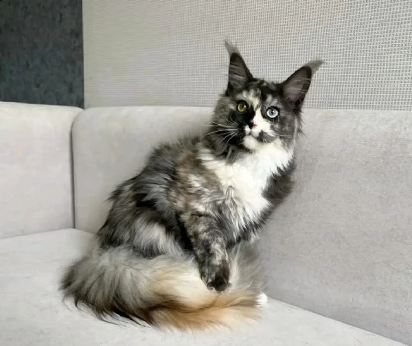 vendo bellissimi cuccioli di maine coon  | Foto 0