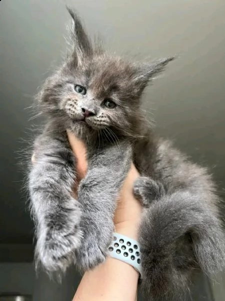 vendo bellissimi cuccioli di maine coon 