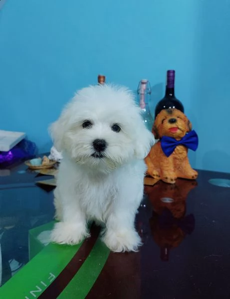 bianchissimi cucciolini maltese | Foto 0