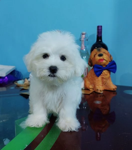 bianchissimi cucciolini maltese