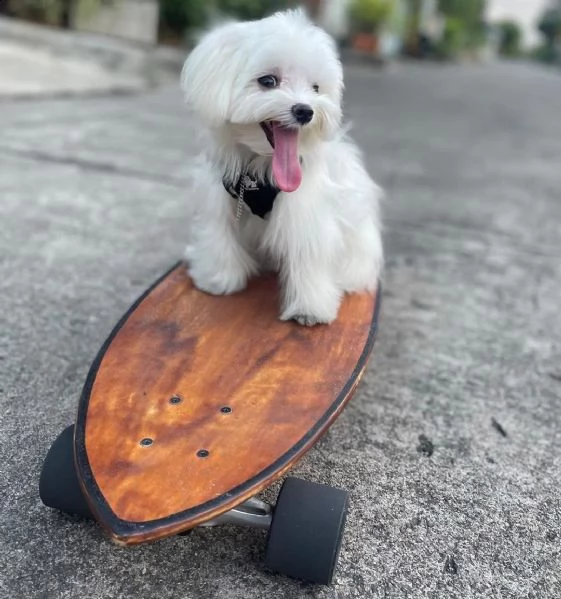 charming teacup maltese puppies (+393509706299)