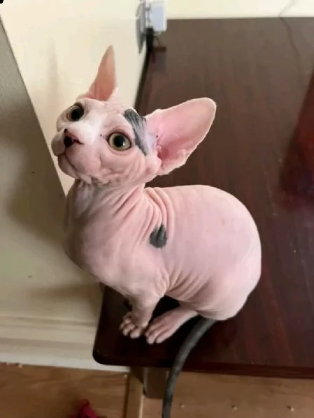 gattini don sphynx