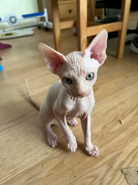 gattina sphynx | Foto 2