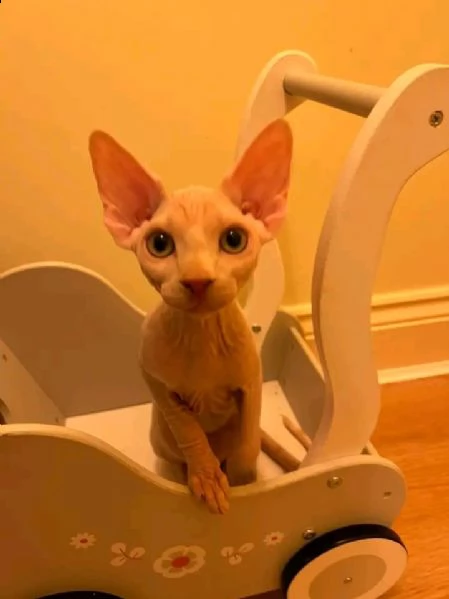 disponibile gattina sphynx | Foto 1