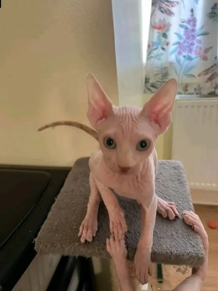 disponibile gattina sphynx