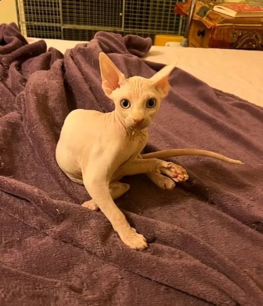 disponibile gattina sphynx | Foto 0