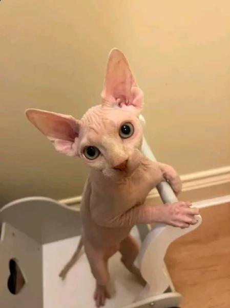 gattini canadian sphynx pedigree anfi