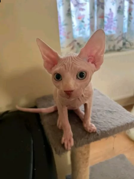 gattini canadian sphynx pedigree anfi | Foto 1