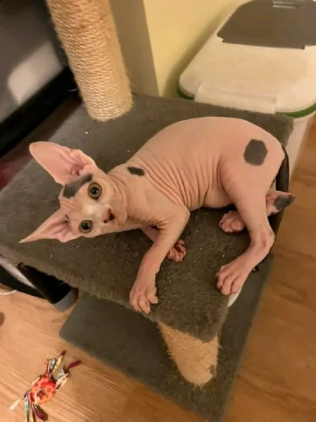 gattini canadian sphynx pedigree anfi | Foto 0