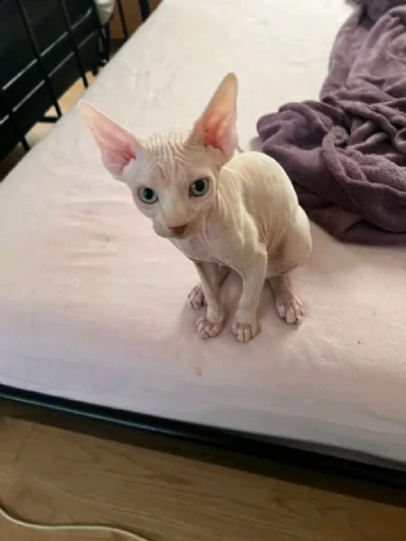 canadian sphynx seal point con pedigree