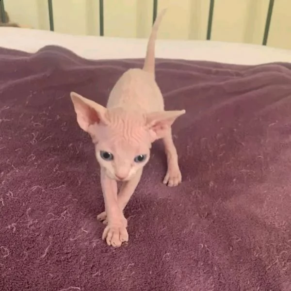 disponibili cuccioli di canadian sphynx maschio e femmina