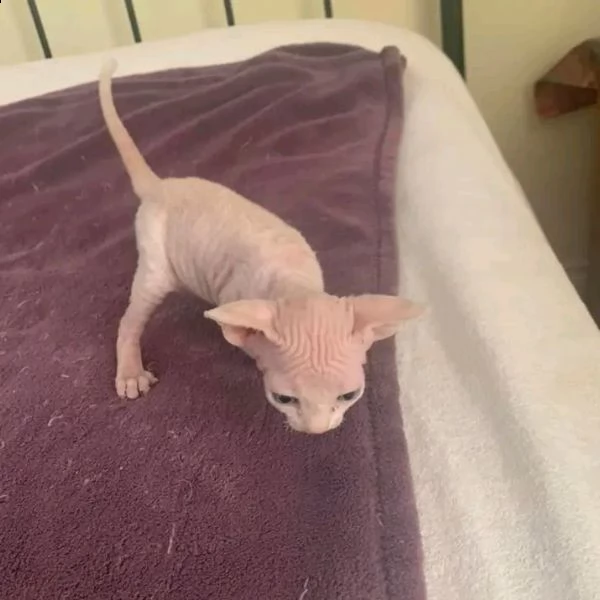 disponibili cuccioli di canadian sphynx maschio e femmina | Foto 2