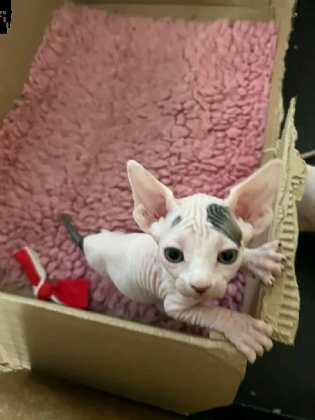 disponibili cuccioli di canadian sphynx maschio e femmina | Foto 0