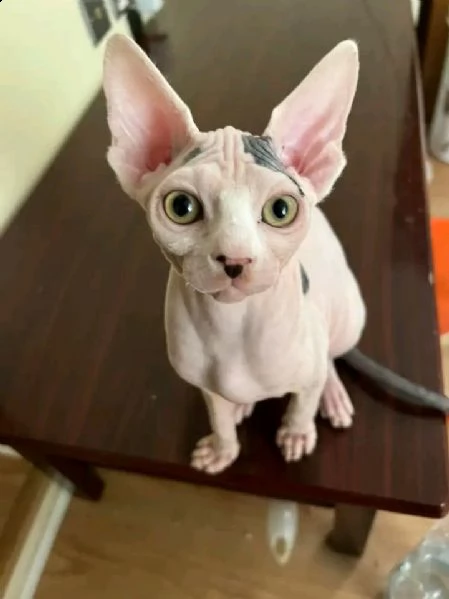 cuccioli di canadian sphynx disponibili