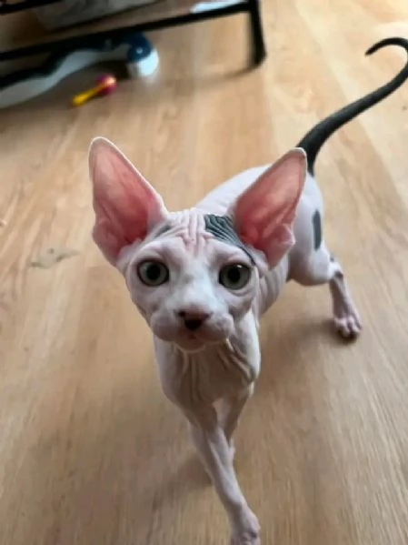 canadian sphynx disponibili gattini di 1 | Foto 2