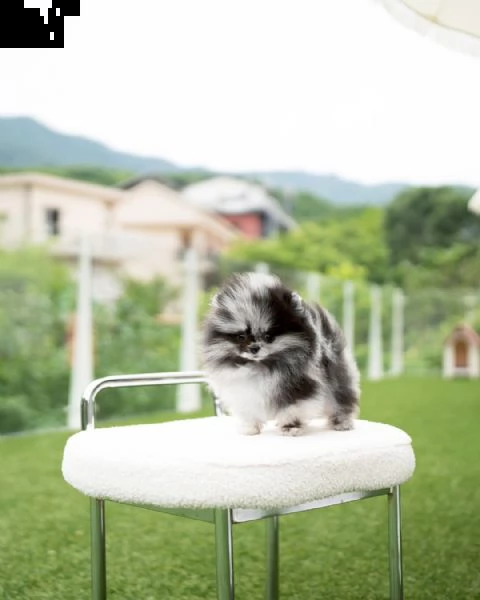 cuccioli maschi e femmine pomeranian con documenti.