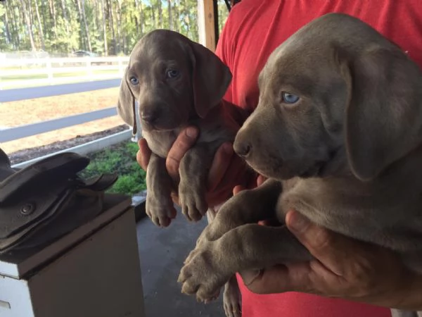 bellissimi  weimaraner cuccioli maschi e femmine