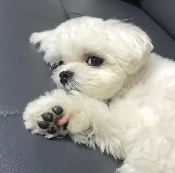 bichon