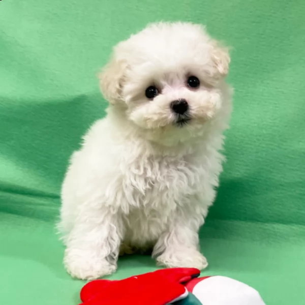 adorable male  bichon frise puppy for adoption