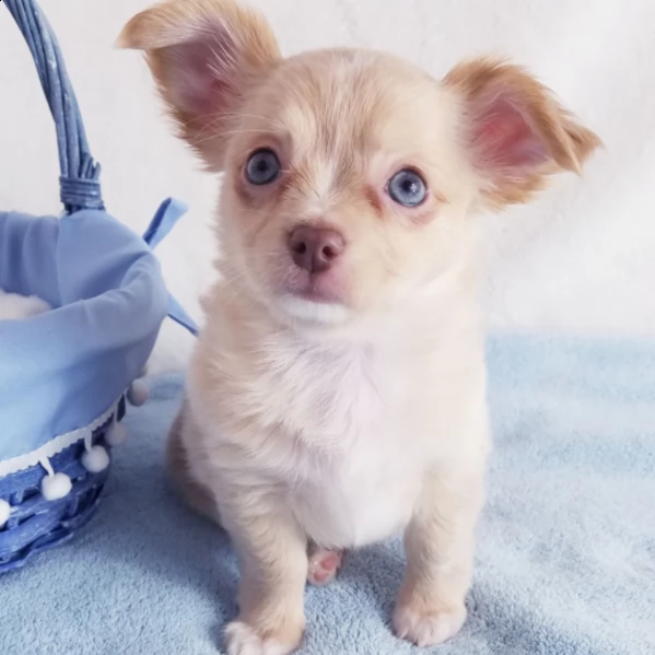 male chihuahua puppy for adoption