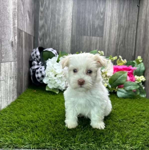 adorable male havanese puppy