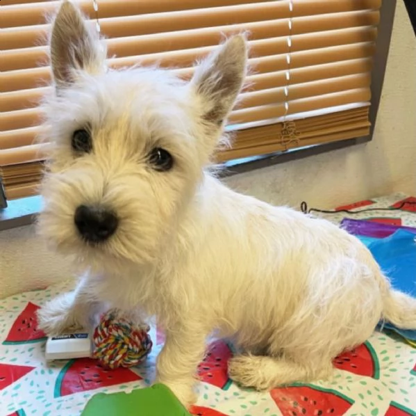 regalo adorabili cuccioli  west highland terrier bianco femminucce e maschietti disponibili 