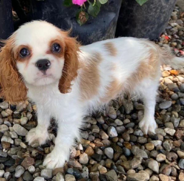 regalo bambini cocker spaniel cuccioli